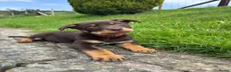 Australian Kelpie dogs for sale: Last 2 Vaccinated Australian Kelpie Puppies - Advert 31