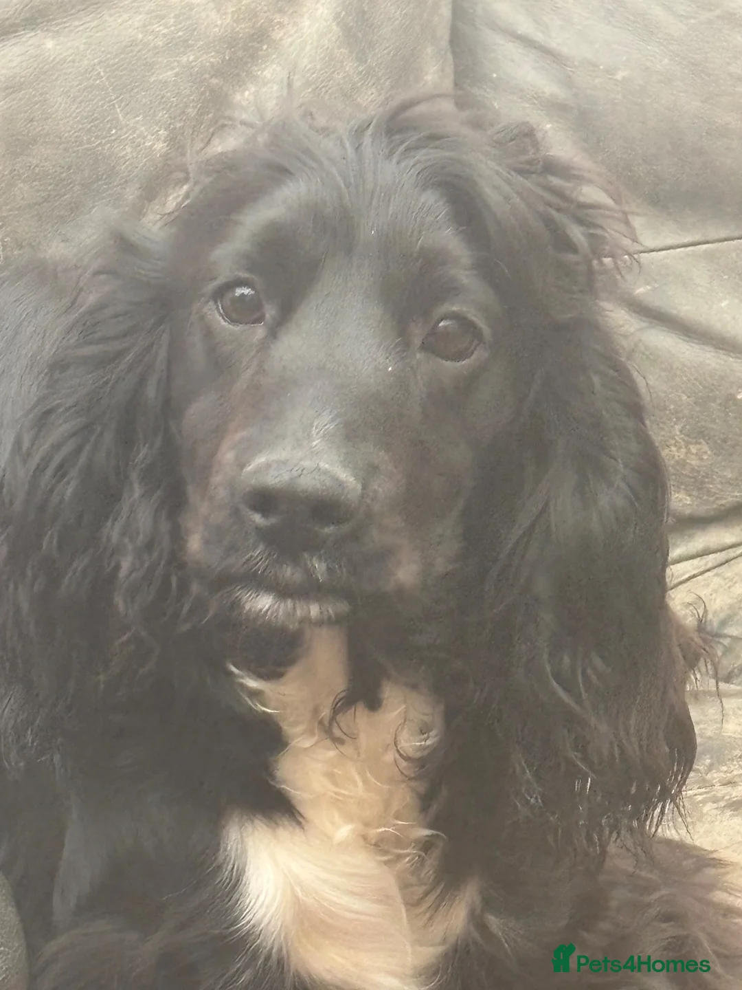 Cocker Spaniel dogs for sale: Loving 1-Year-Old Cocker Spaniel - Meet Snoopy! - Advert 2