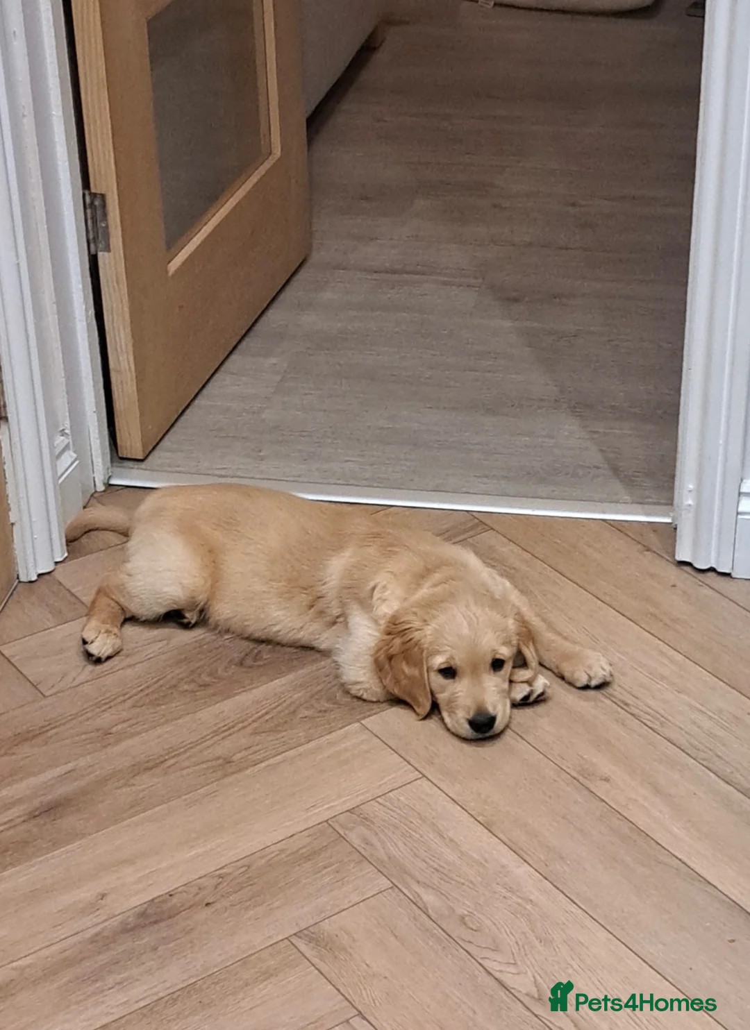 Golden Retriever dogs for sale: Murphy golden retriever  in Cardiff - Advert 13