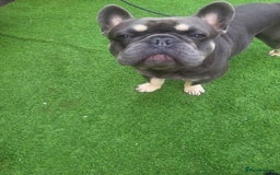 French Bulldog dogs for stud: Dogs name Zeus in a good healthy all vaccination  - Advert 9