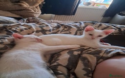 British Shorthair cats for sale: 3 white kittens  - Image 1