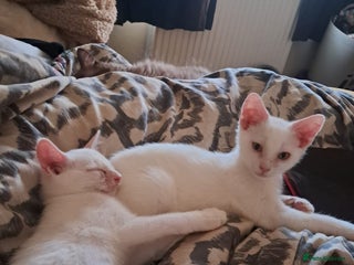 British Shorthair cats - Advert 2