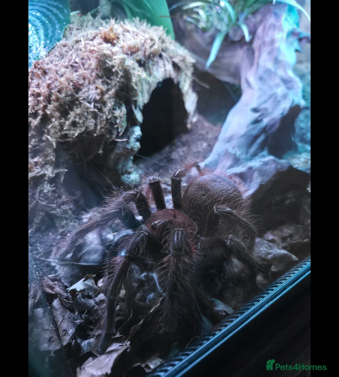 Tarantulas invertebrates for sale: Theraphosa Apophysis Pink Foot Goliath - AF CB19 - Advert 1
