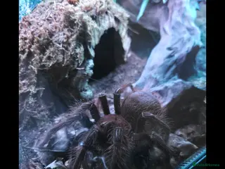 Tarantulas invertebrates Theraphosa Apophysis Pink Foot Goliath - AF CB19 - Advert 1