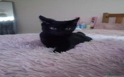 Bombay cats for sale: Litte Bombay cat  - Image 2