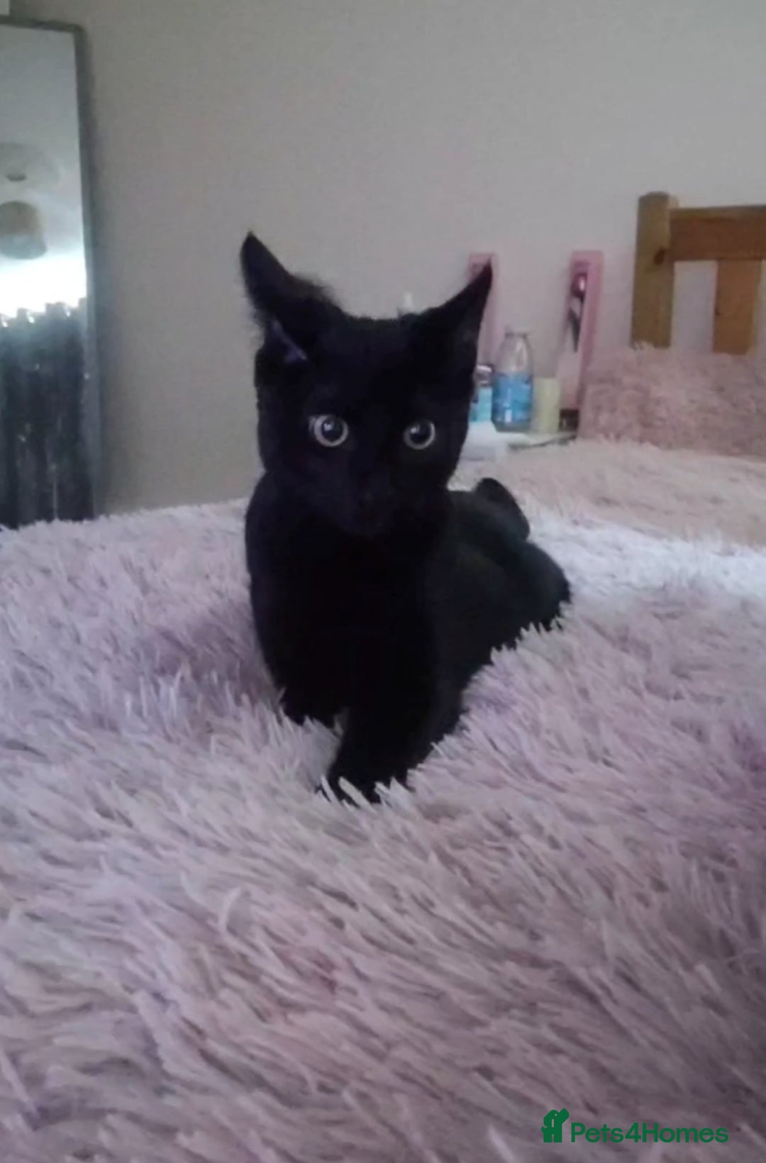 Bombay cats for sale: Litte Bombay cat  - Image 2