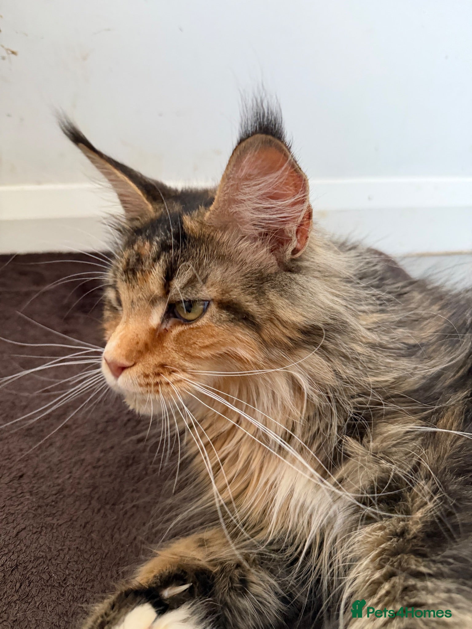 Maine Coon cats Unique bloodlines Pure Maine Coon Kittens - Advert 4