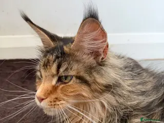 Maine Coon cats Unique bloodlines Pure Maine Coon Kittens - Advert 4