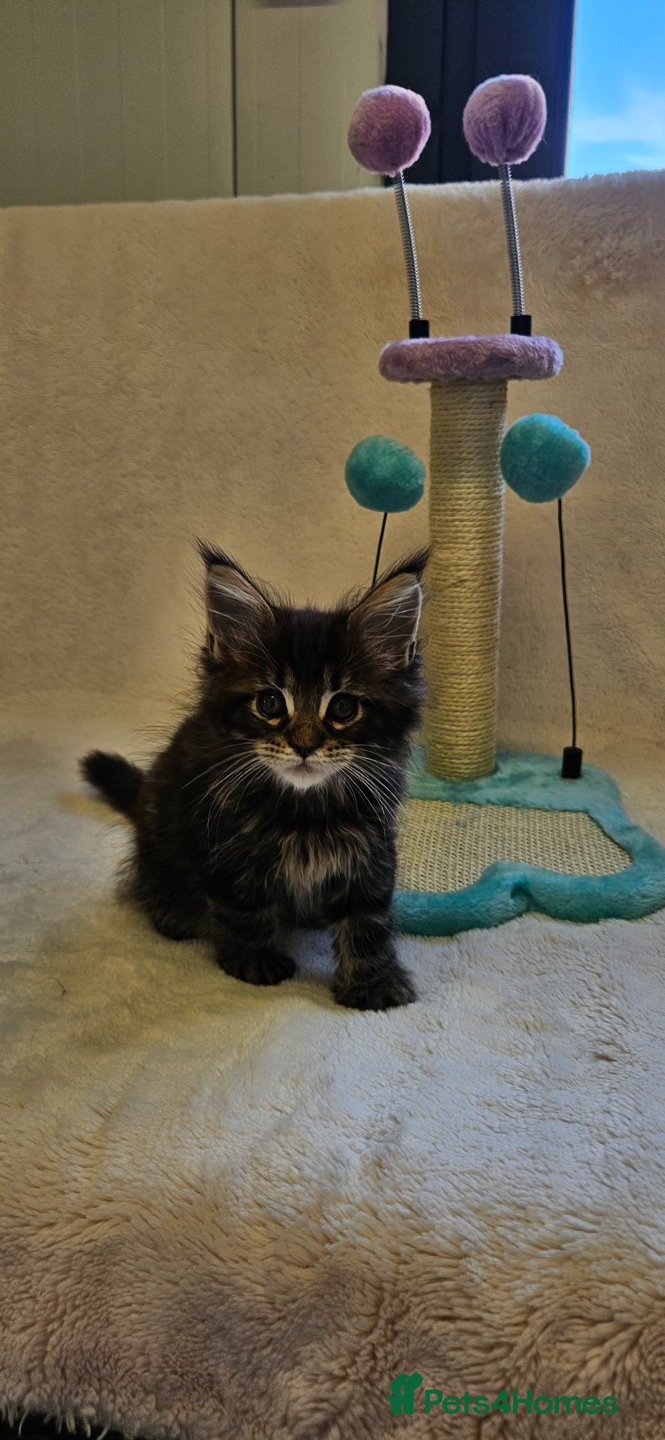 Maine Coon cats Giant Maine Coon  - Advert 1