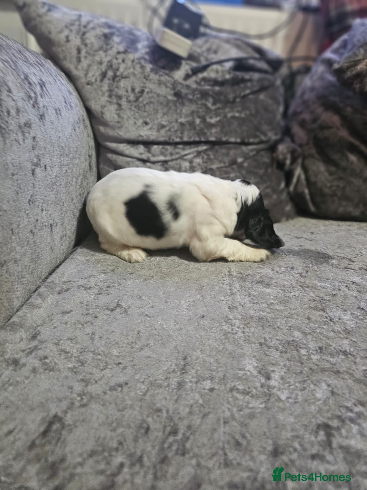 Cocker Spaniel dogs for sale: cocker spaniel puppies - Advert 8
