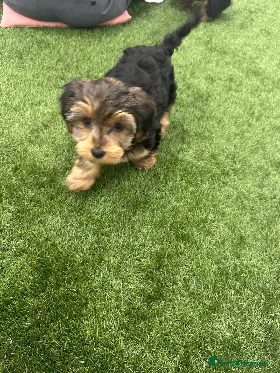 Yorkshire Terrier dogs for sale: 7 male Yorkshire terriers ready to leave.  - Image 28
