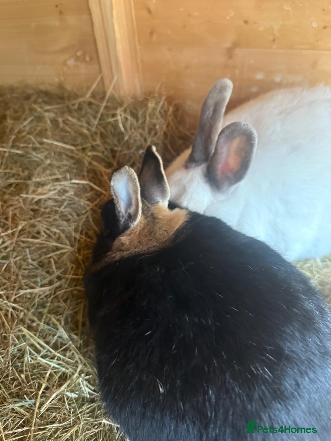 Dwarf Lop rabbits for sale: 2 rabbits and hutch - Image 5