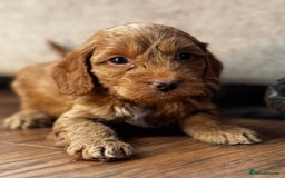 Cavapoo dogs for sale: Stunning F1b mini cavapoos  - Image 9