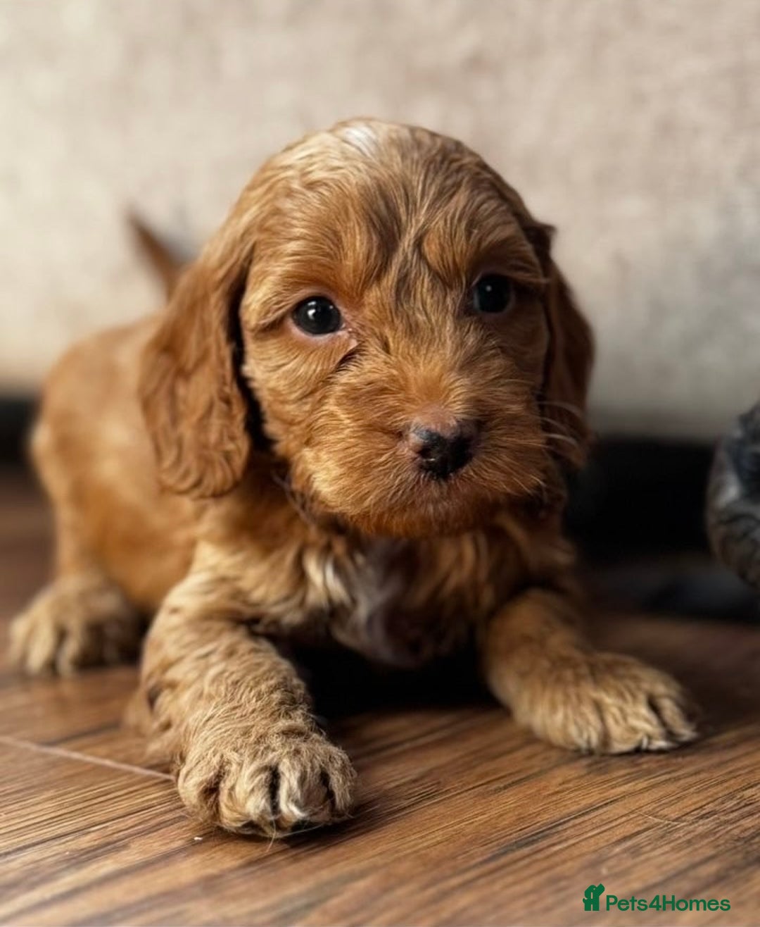 Cavapoo dogs for sale: Stunning F1b mini cavapoos  - Image 9
