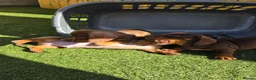 Miniature Dachshund dogs for sale: Minature dachshunds - Advert 7