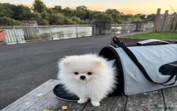 Pomeranian dogs for sale: 🐶 Adorable Pomeranian Puppies for Sale! 🐾 - Image 12
