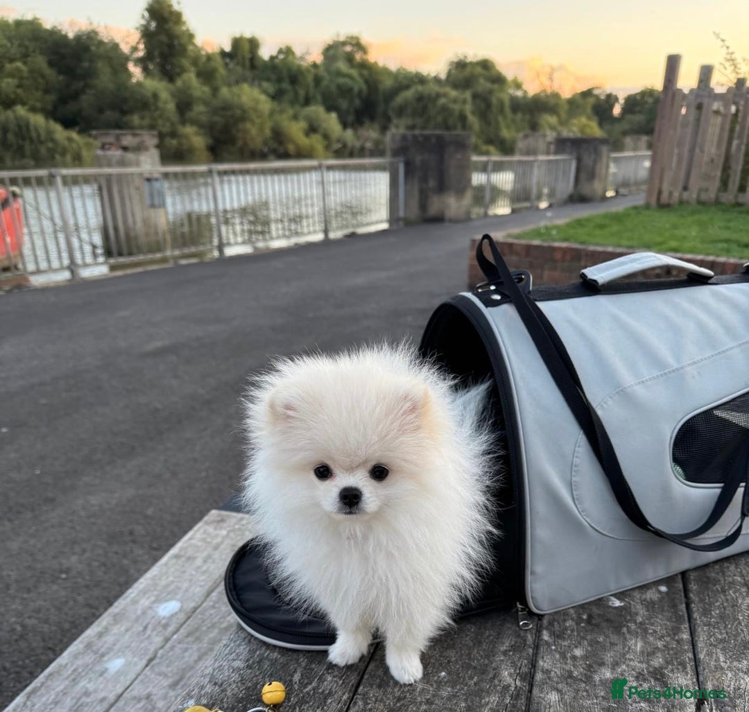 Pomeranian dogs for sale: 🐶 Adorable Pomeranian Puppies for Sale! 🐾 - Image 12