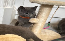 Russian Blue cats for sale: Russian Blue Kittens  - Image 3