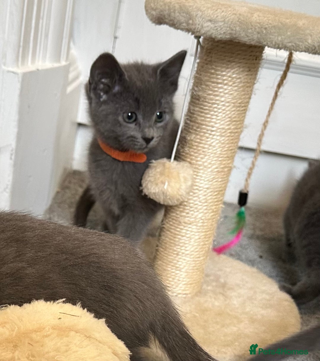 Russian Blue cats for sale: Russian Blue Kittens  - Image 3