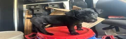 Patterdale Terrier dogs for sale: Patterdale girl 4 month  - Advert 3