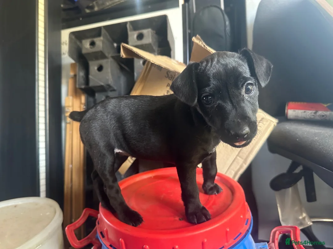 Patterdale Terrier dogs for sale: Patterdale girl 4 month  - Advert 3
