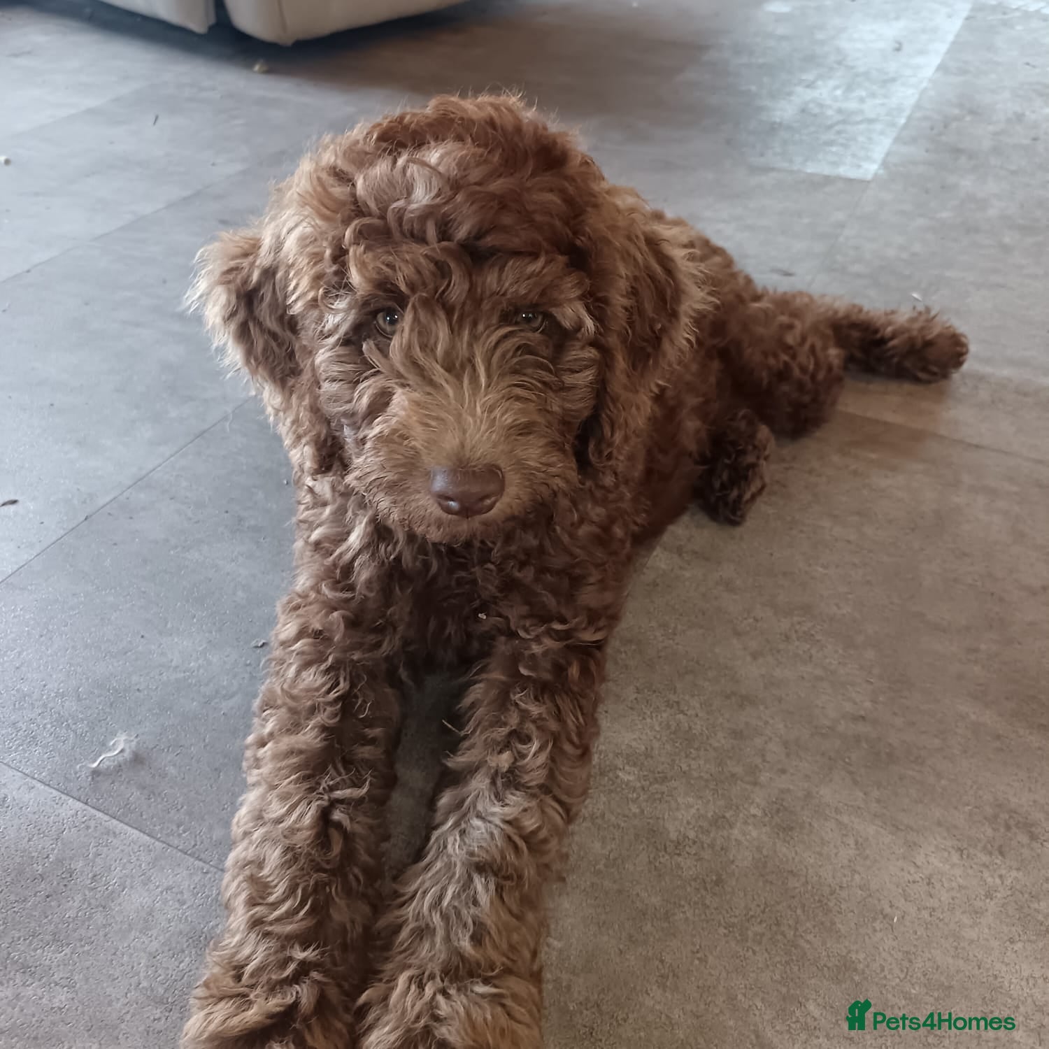 Labradoodle dogs Ready now , first vaccine complete & health check  - Advert 1