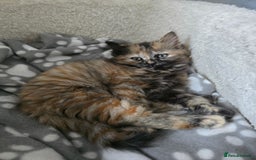 Ragdoll cats for sale: Ragdoll cross kittens - Image 3