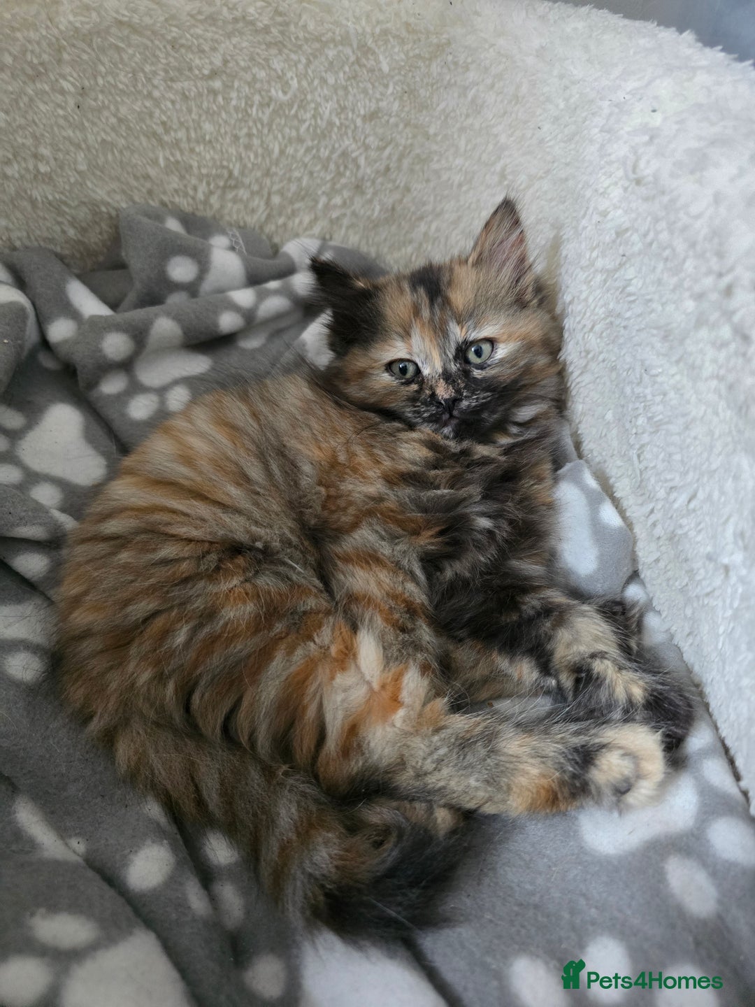 Ragdoll cats for sale: Ragdoll cross kittens - Image 3