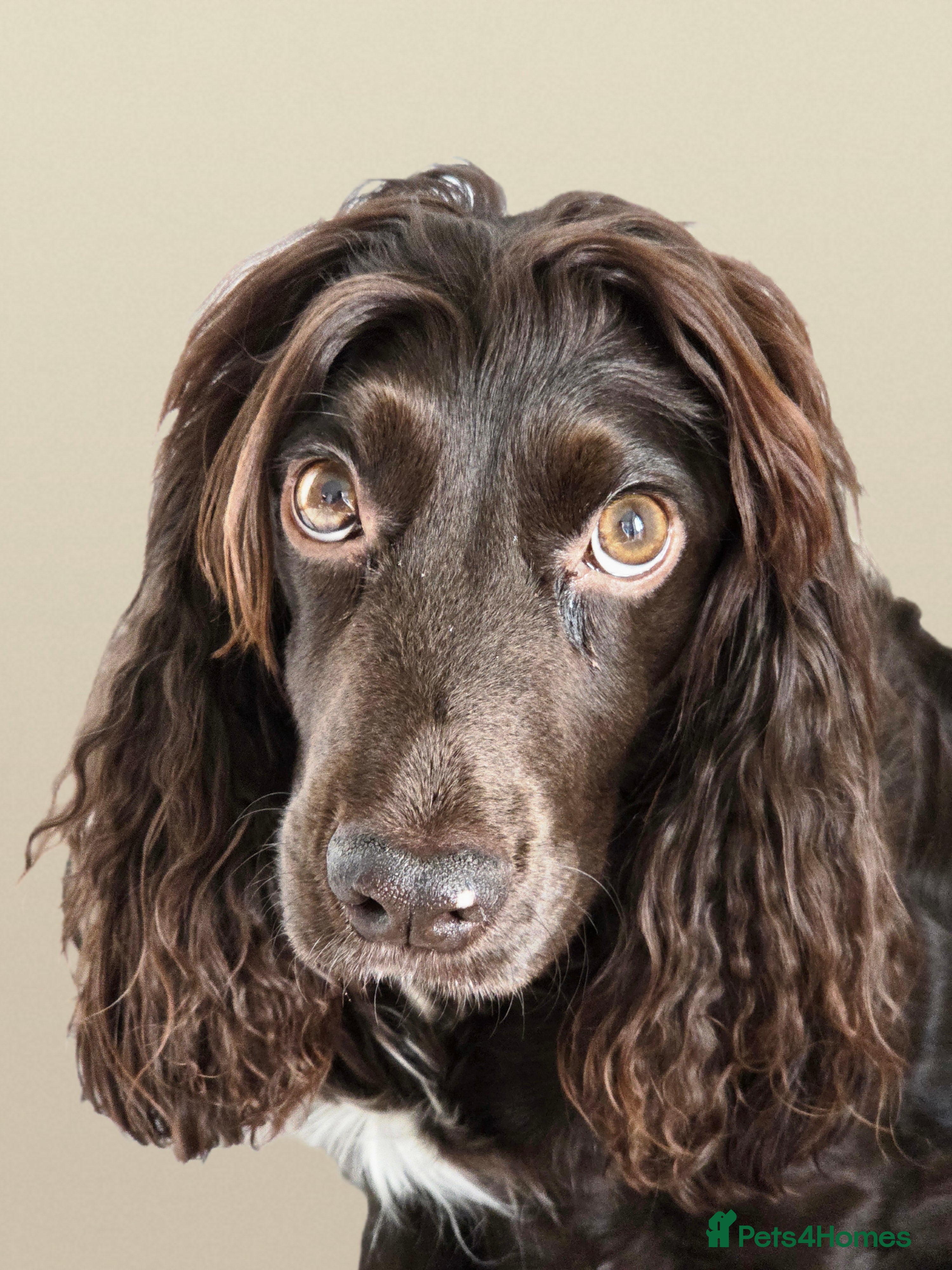 Cocker Spaniel dogs KC Registered Working Cocker Spaniel Puppies - Advert 2