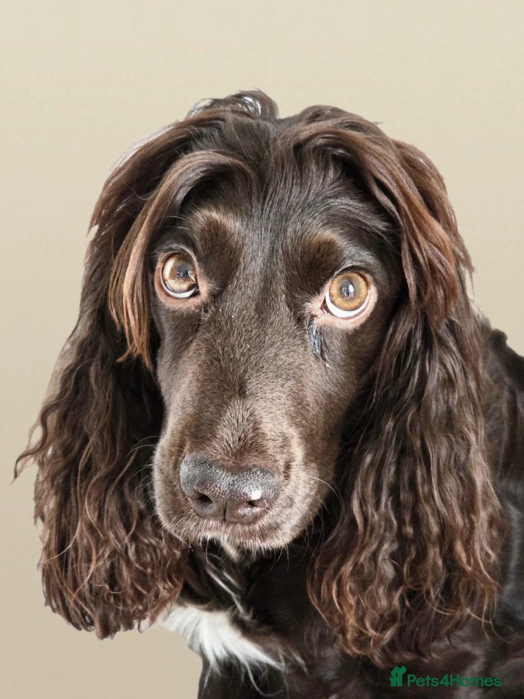 Cocker Spaniel dogs for sale: KC Registered Working Cocker Spaniel Puppies in Haverhill - Advert 2