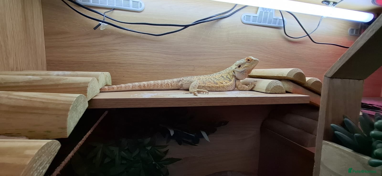 Bearded Dragon reptiles Bearded dragon (red) - Advert 3