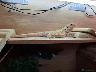 Bearded Dragon reptiles Bearded dragon (red) - Advert 4