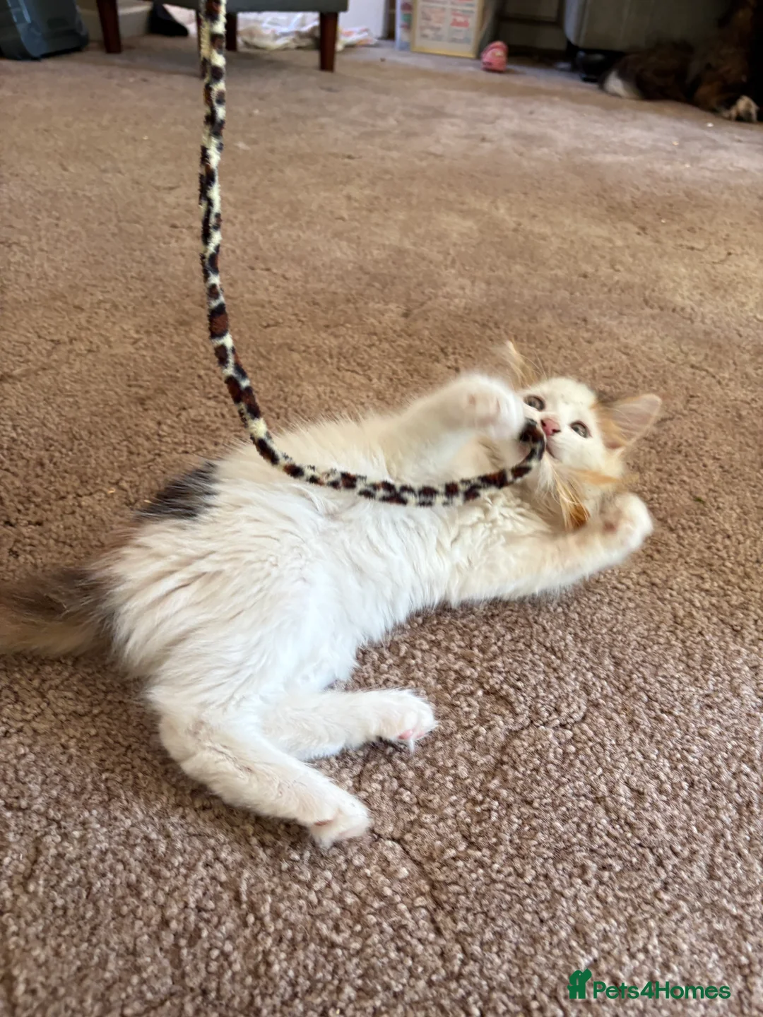 Mixed Breed cats for sale: Half Maine Coon Female Kittens - Advert 2