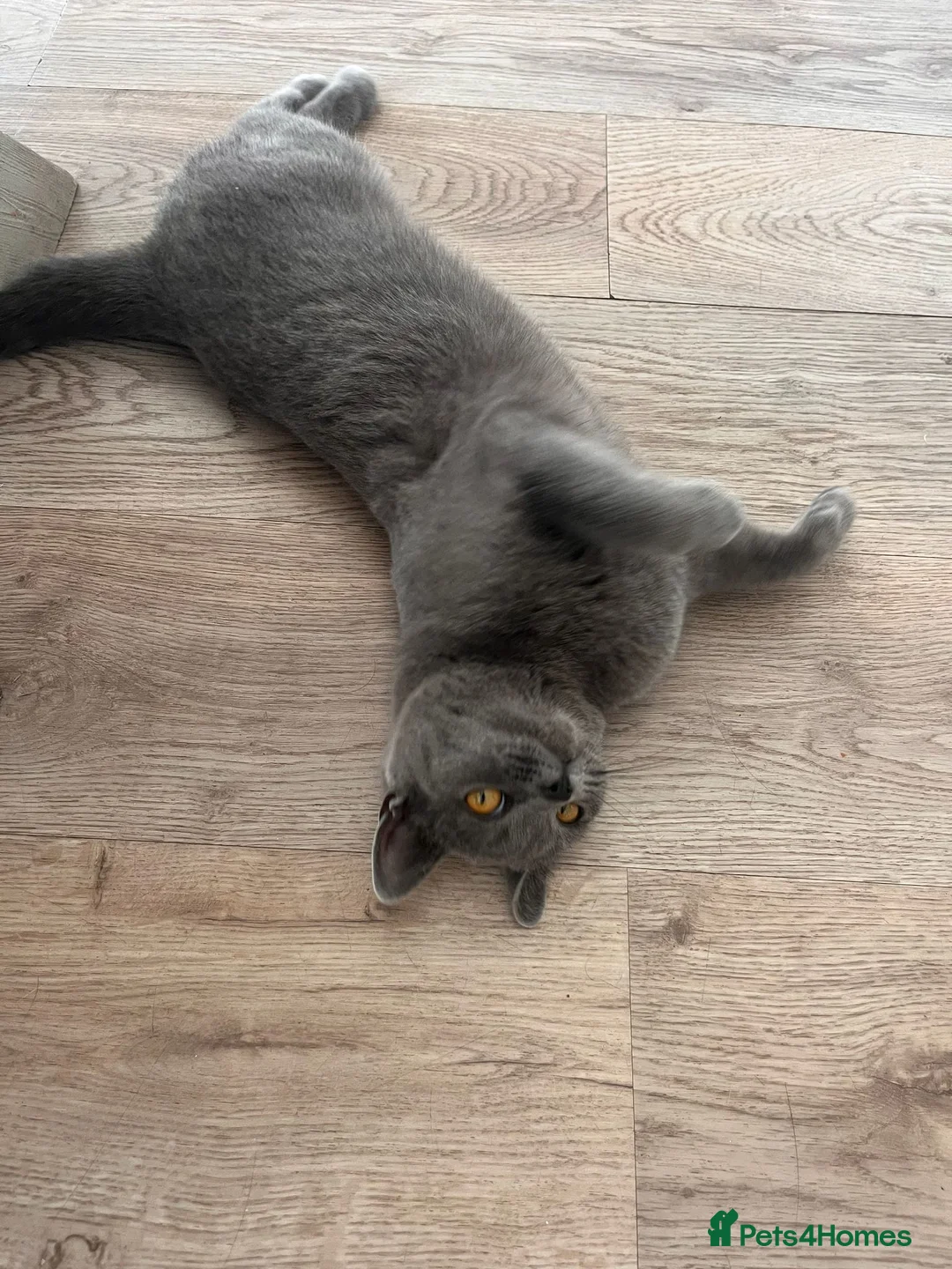 British Shorthair cats for sale: Female British short hair 1.2 years old grey/blue in Hinckley - Advert 4