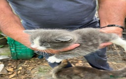 Mixed Breed cats for sale: Mixed breed Kitten’s  - Image 9