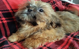 Shih Tzu dogs for sale: Half Imperial Shihtzu Pups (Karashishi Lines)  - Image 3