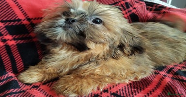 Shih Tzu dogs - Advert 5