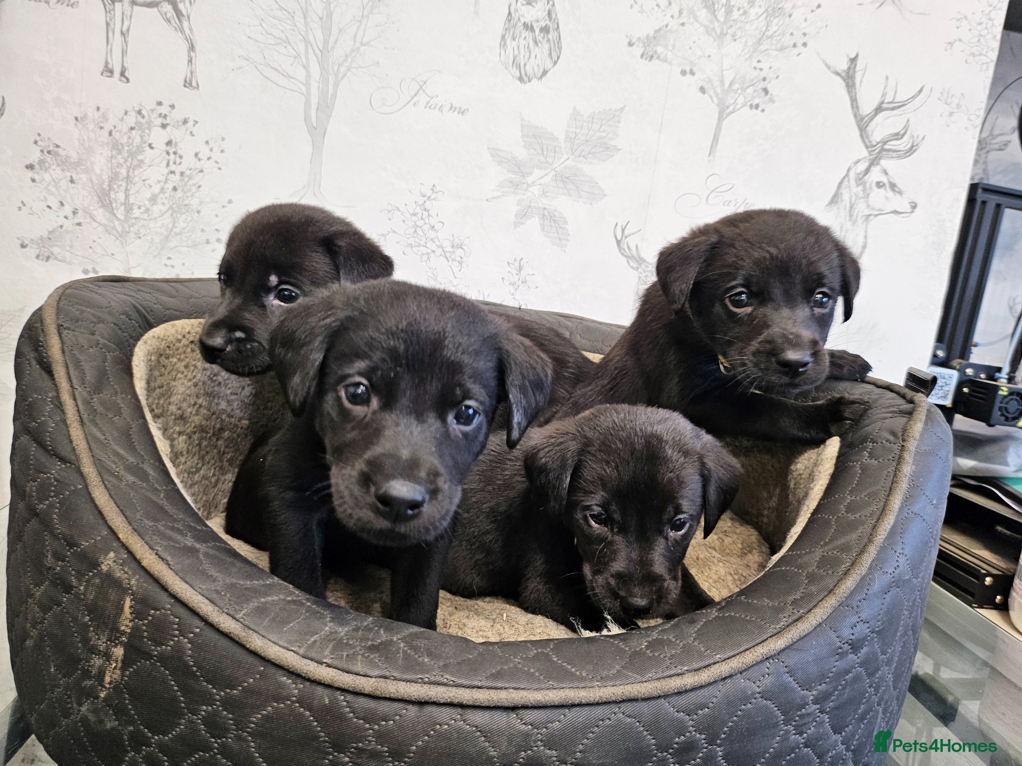 Labrador Retriever dogs 4 male black lab pups - Advert 16