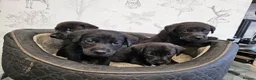 Labrador Retriever dogs for sale: 4 male black lab pups - Advert 1