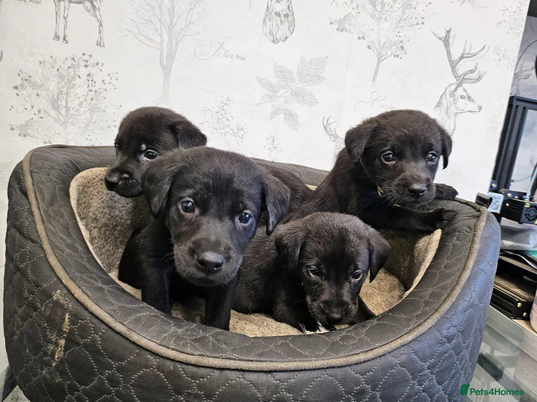 Labrador Retriever dogs for sale: 4 male black lab pups - Advert 1