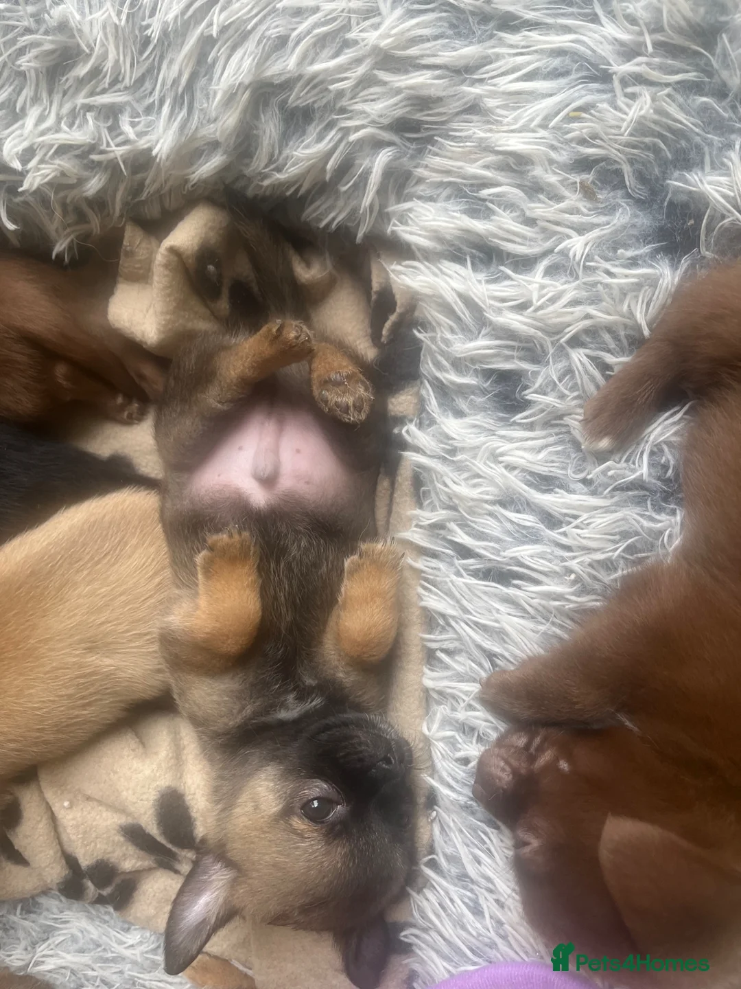 Pomchi dogs for sale: 🐶 Beautiful Pomchi pup – 🐶 - Advert 2