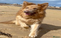German Shepherd dogs for stud: Isabella & tan German shepherd stud dog - Image 11