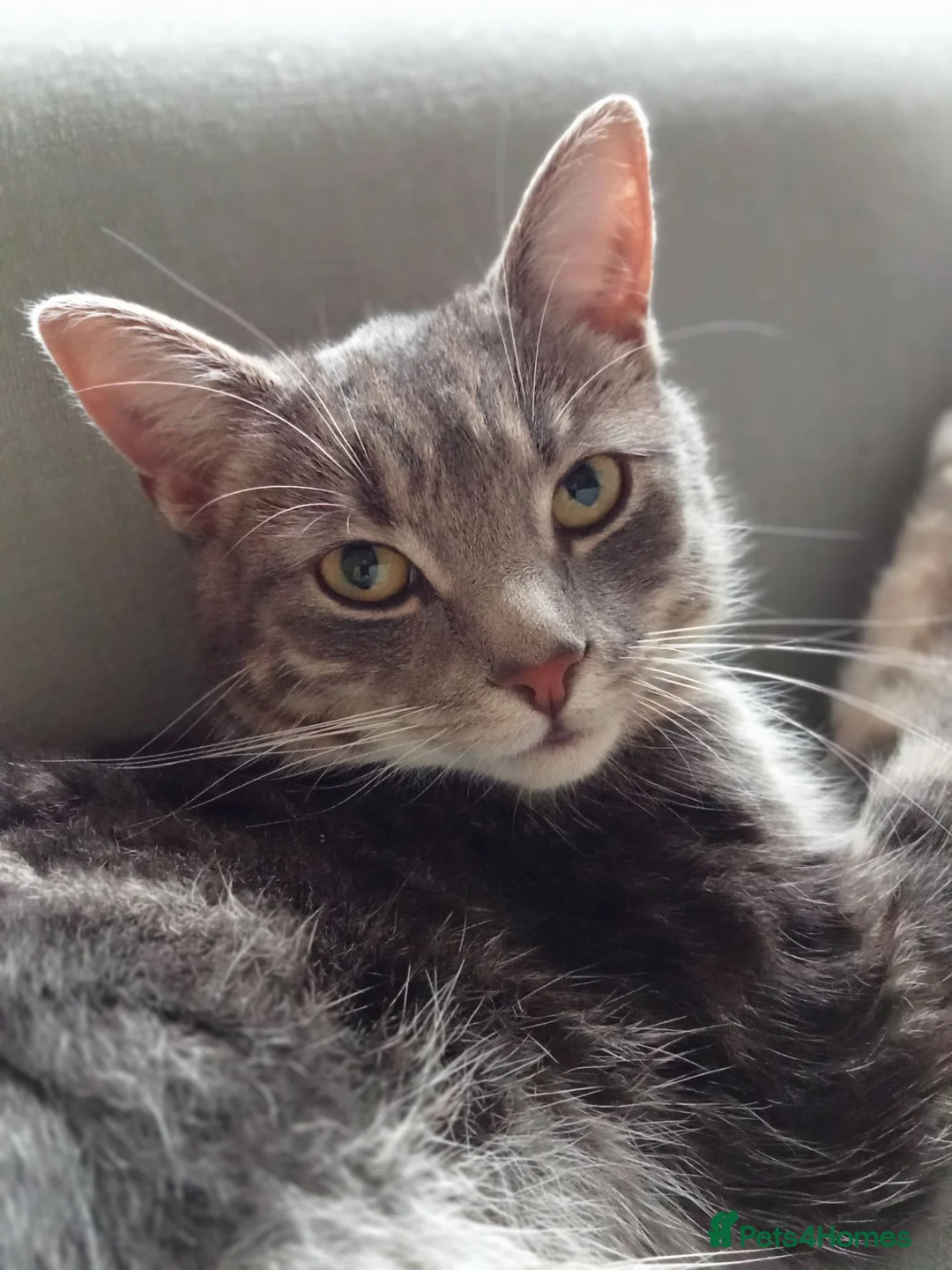 Mixed Breed cats for sale: British blue cross 3 half years old approx  - Advert 5