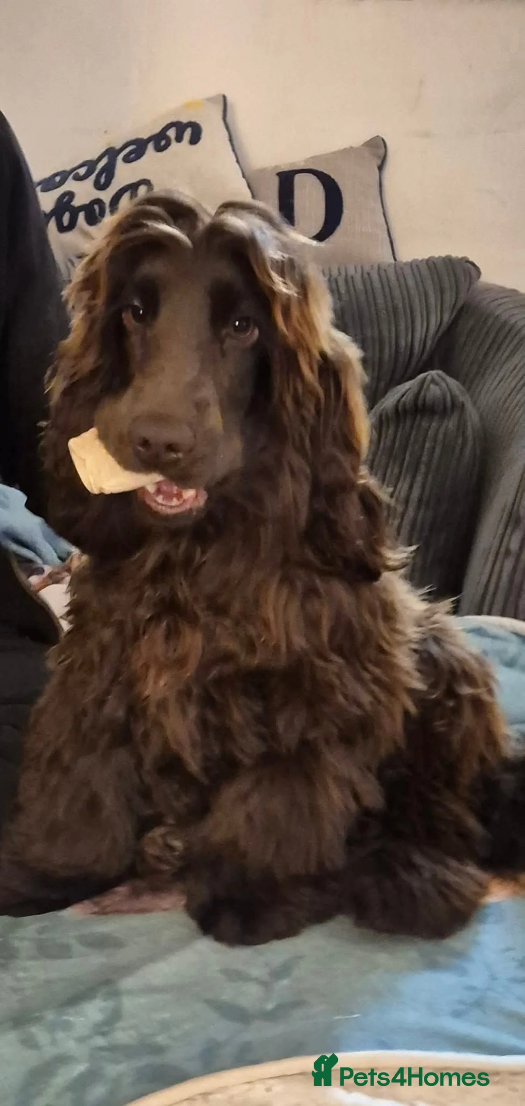 Cocker Spaniel dogs for sale: Show Cockers ~ WAITING LISTS OPENED ~ 2 LITTERS  - Advert 2