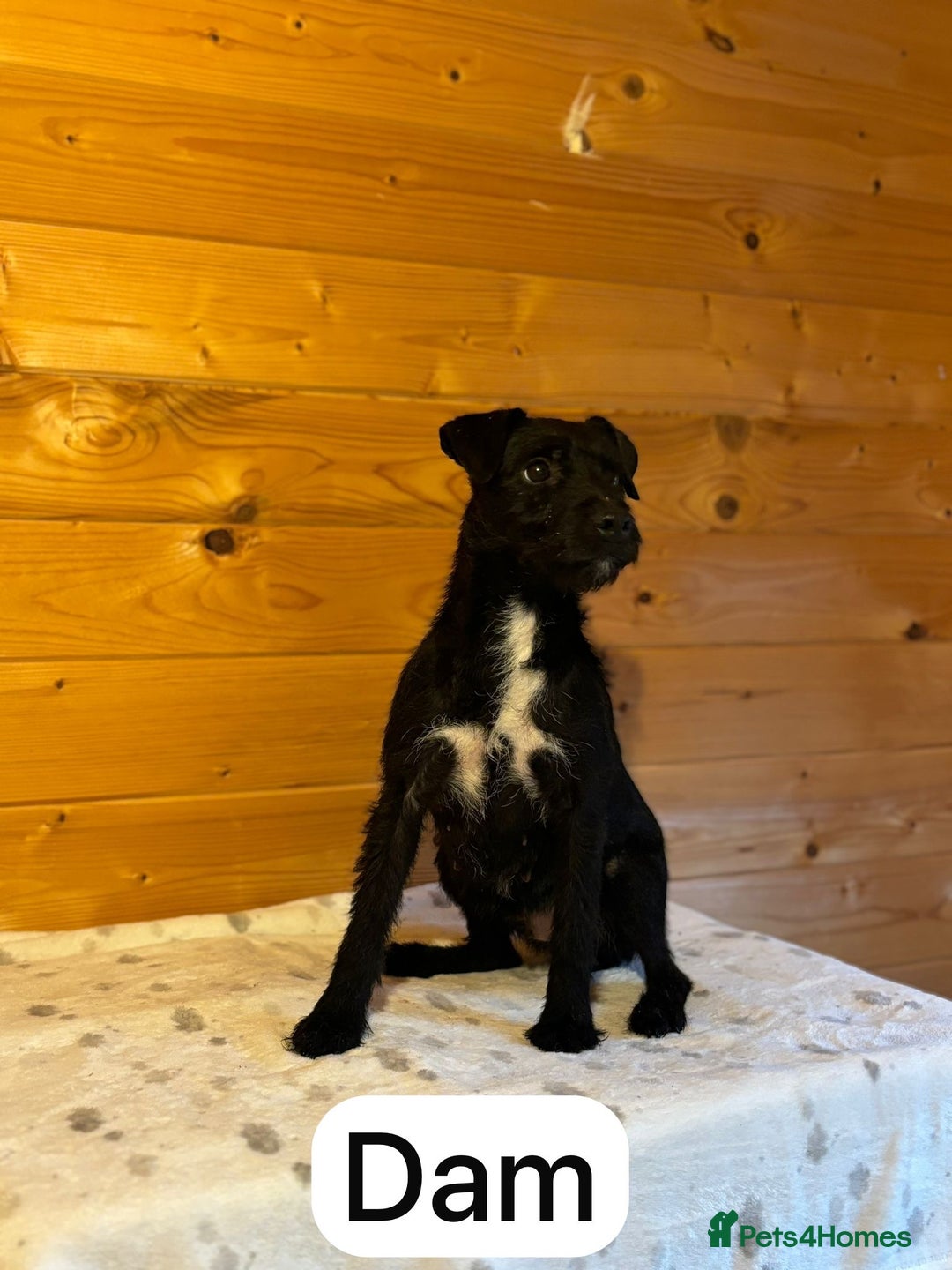 Patterdale Terrier dogs for sale: Patterdale terriers  - Image 11