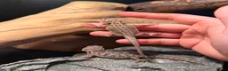 Bearded Dragon reptiles for sale: Trans Hypo Bearded Dragons - Advert 9