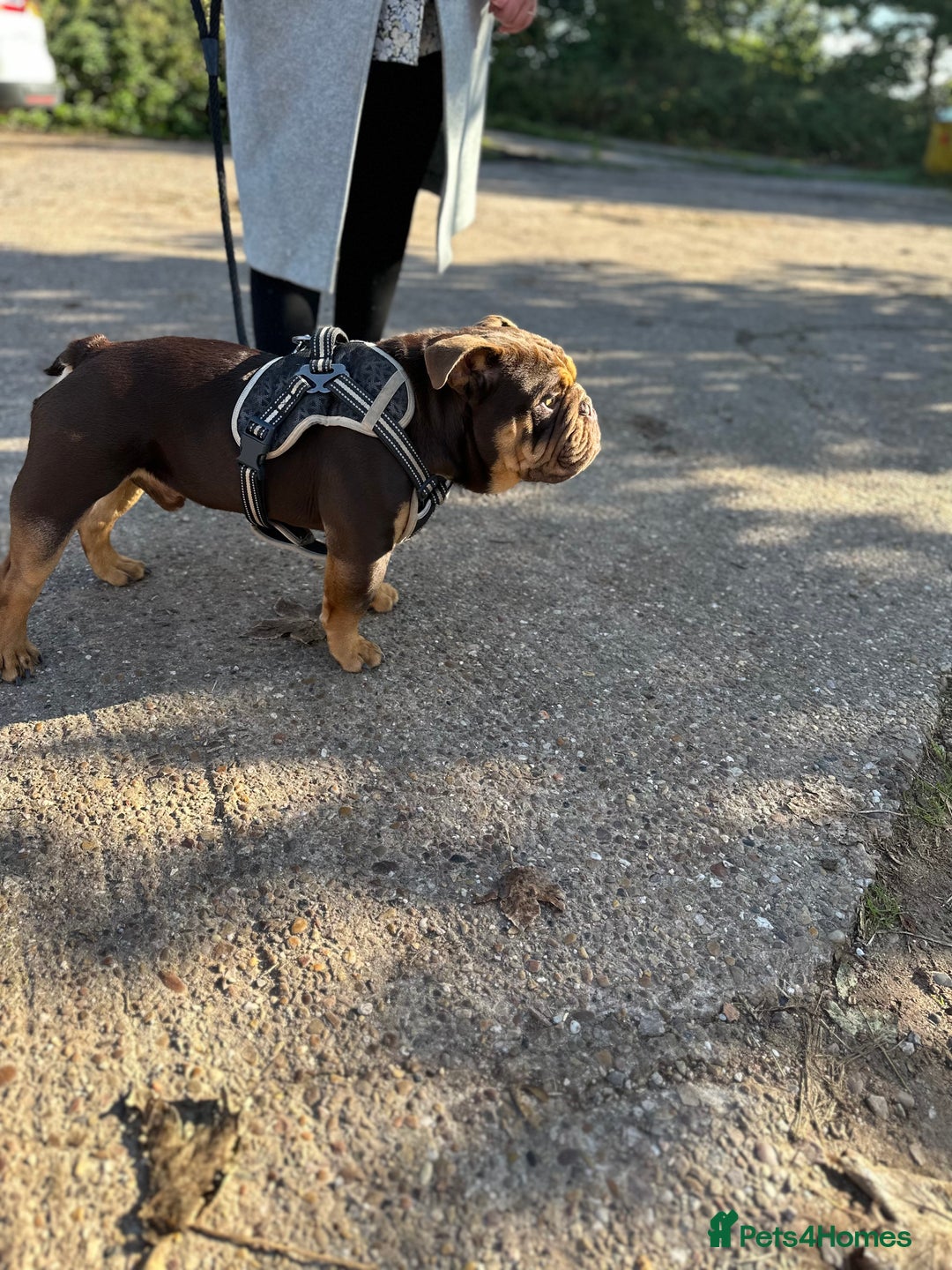 English Bulldog dogs for stud: KC registered chocolate and tan stud  in Birmingham - Advert 2