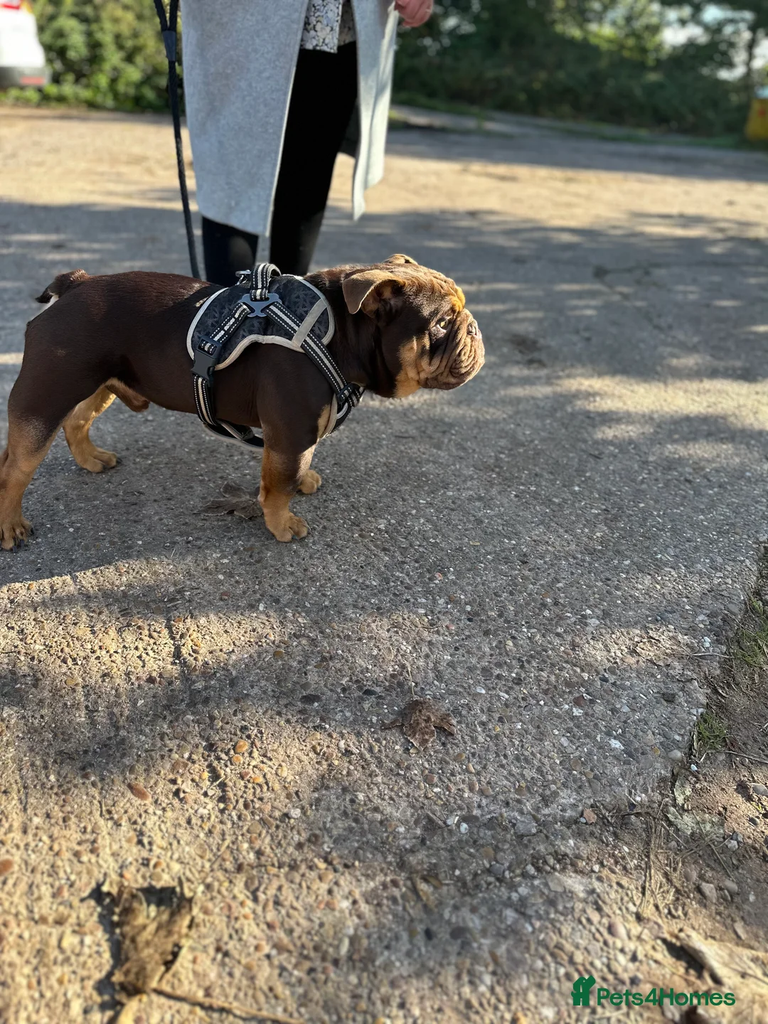 English Bulldog dogs for stud: KC registered chocolate and tan stud  in Birmingham - Advert 2