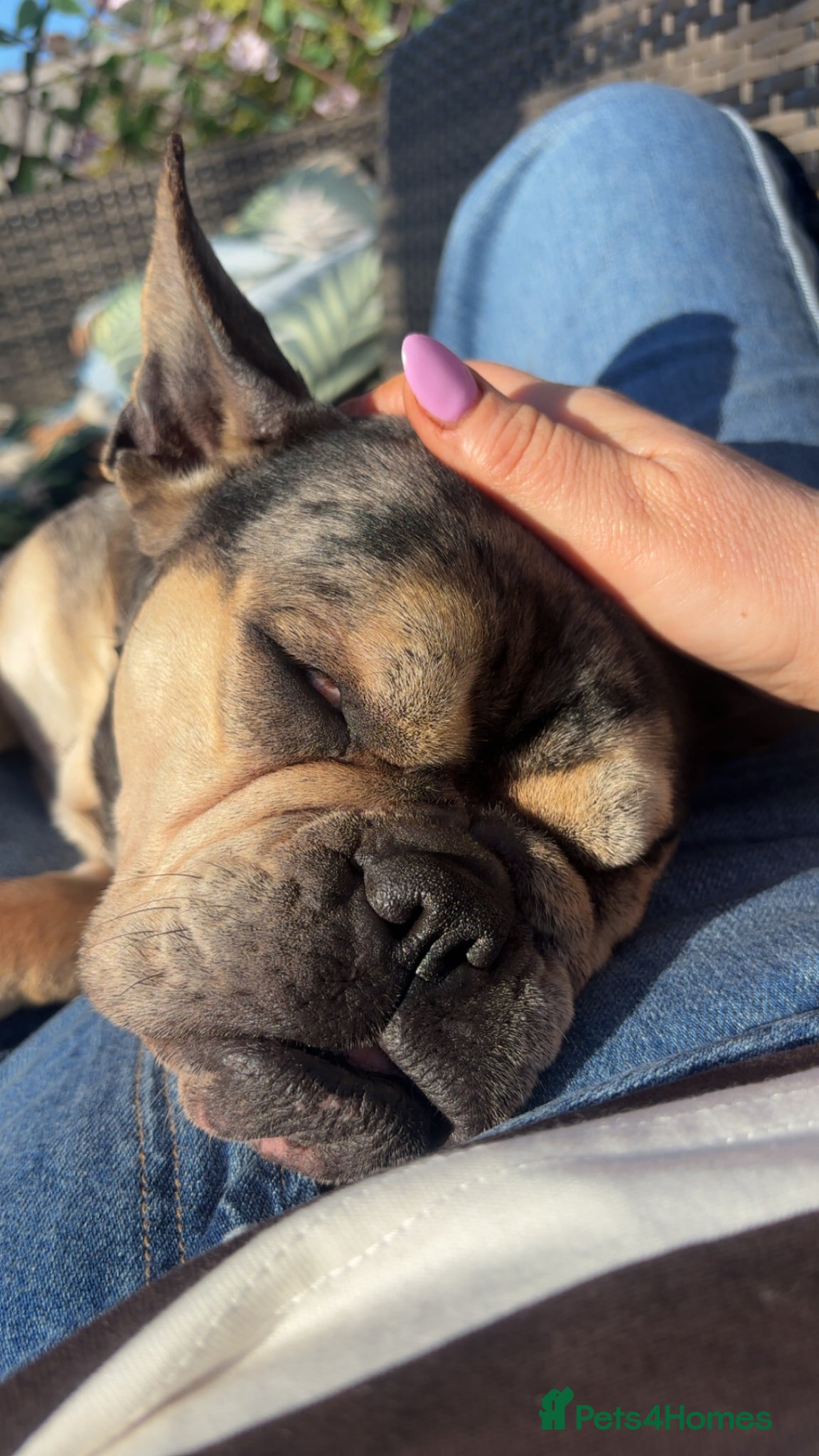 Mixed Breed dogs for sale: French bulldog cross  - Advert 2