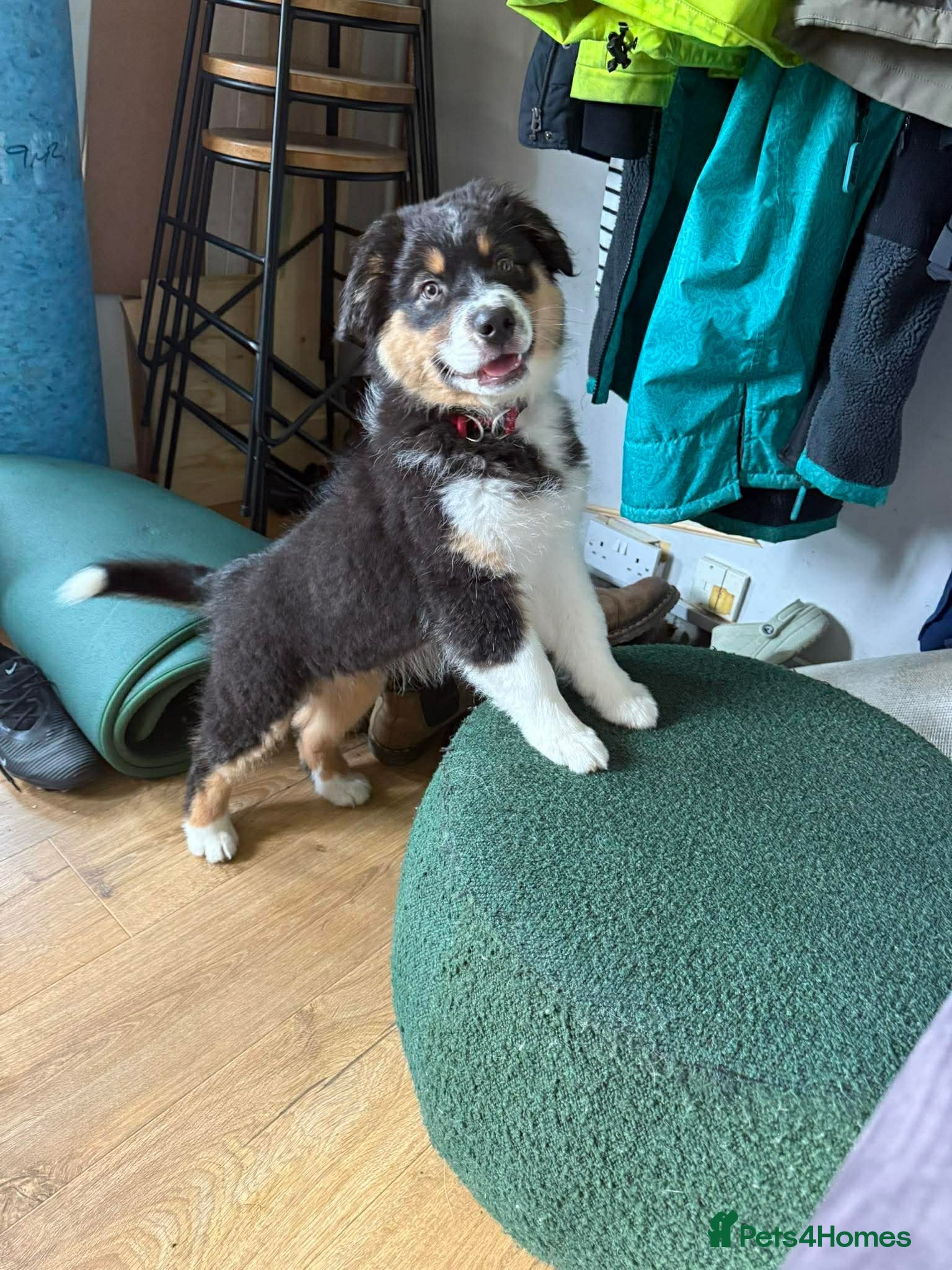 Australian Shepherd dogs Tri Australian Shepherd males Devon - Advert 1